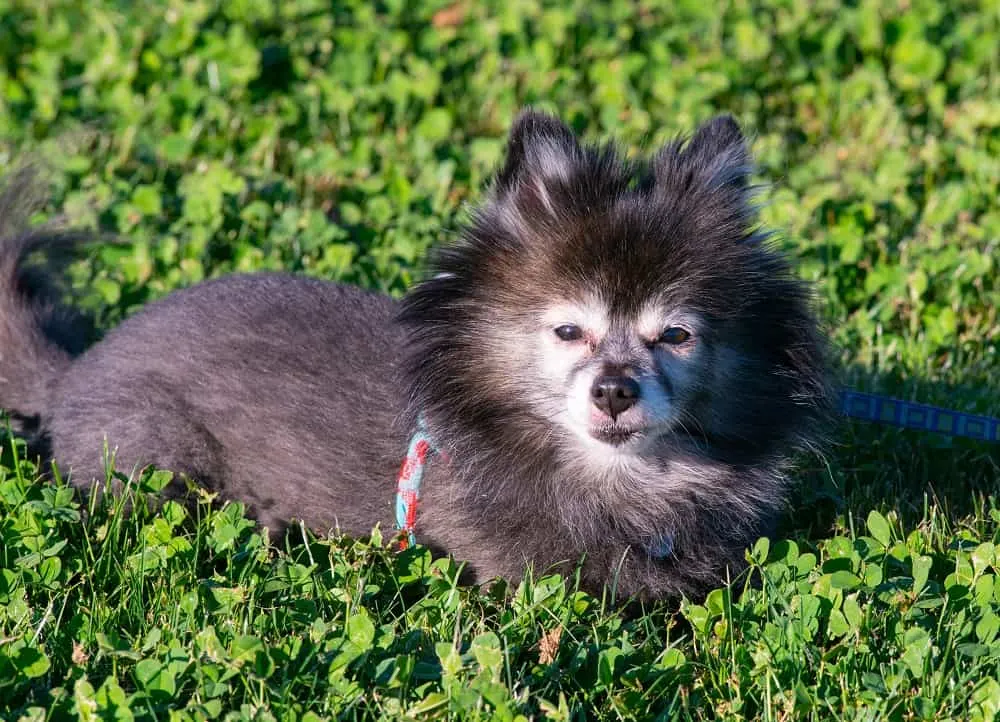 cutest pomeranian haircut