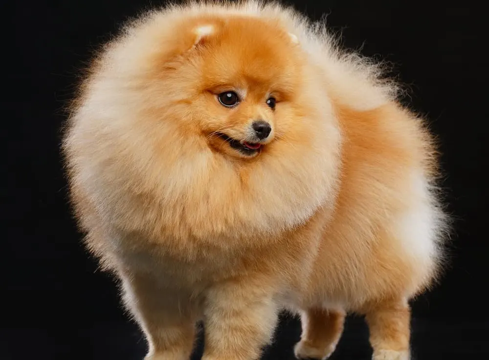 Pomeranian spitz haircut