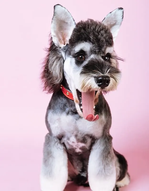 Schnauzer Dog Hair