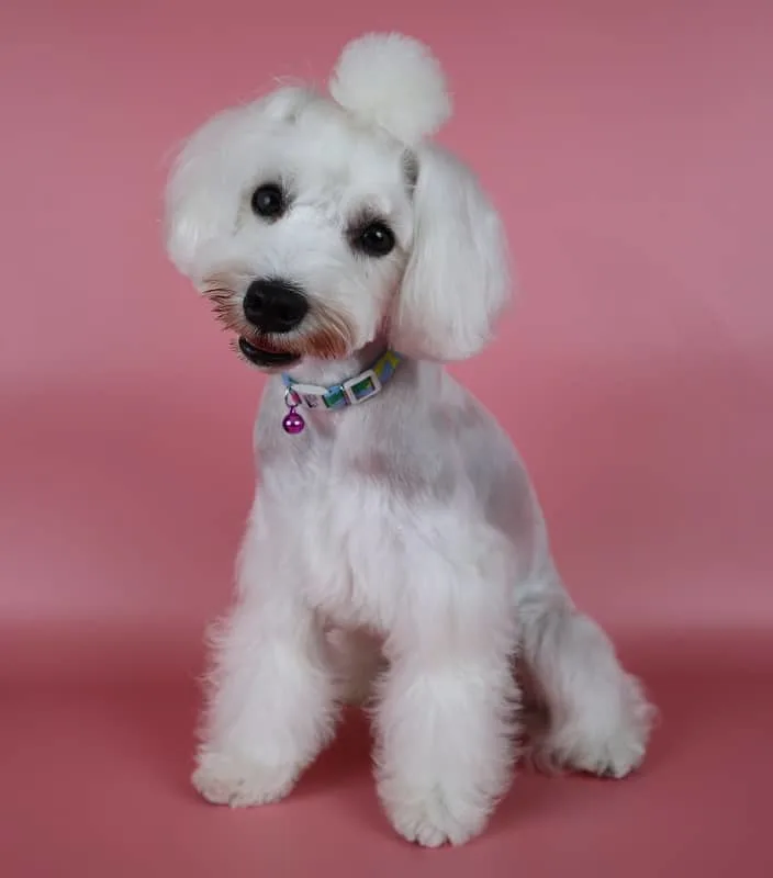 Miniature Schnauzer Dog with White Hair 