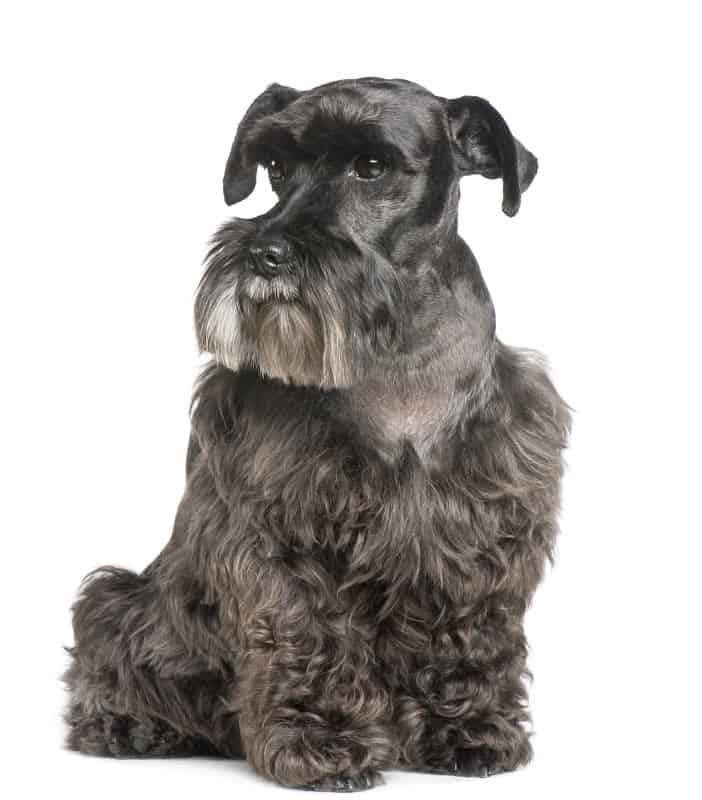 Curly haired Schnauzer 