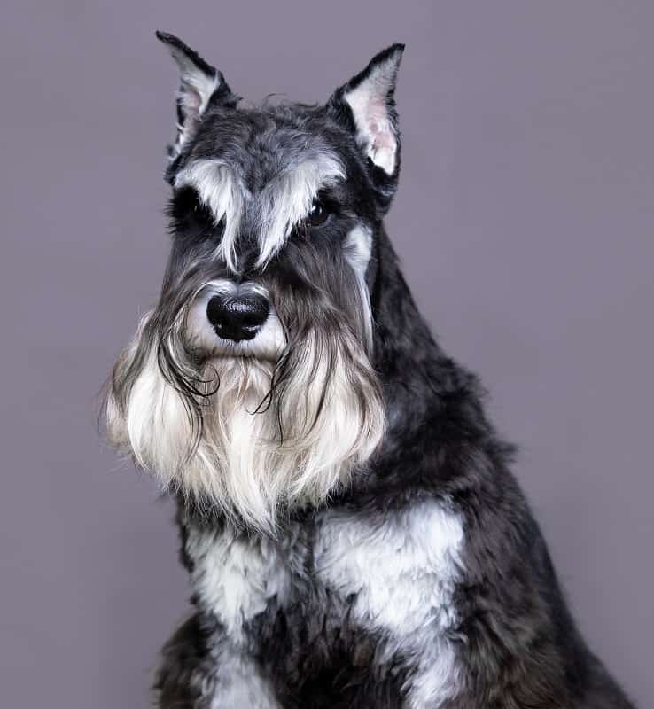 Schnauzer Dog Hairstyle
