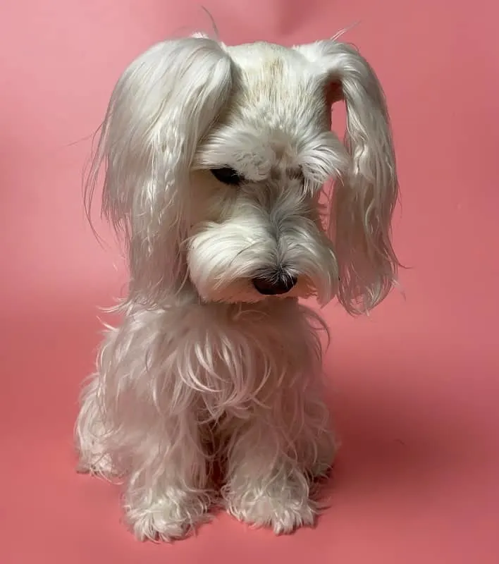 Miniature Schnauzer Dog with long Hair