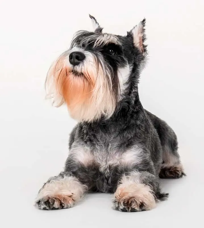 Schnauzer Dog's Trendy Hairstyle