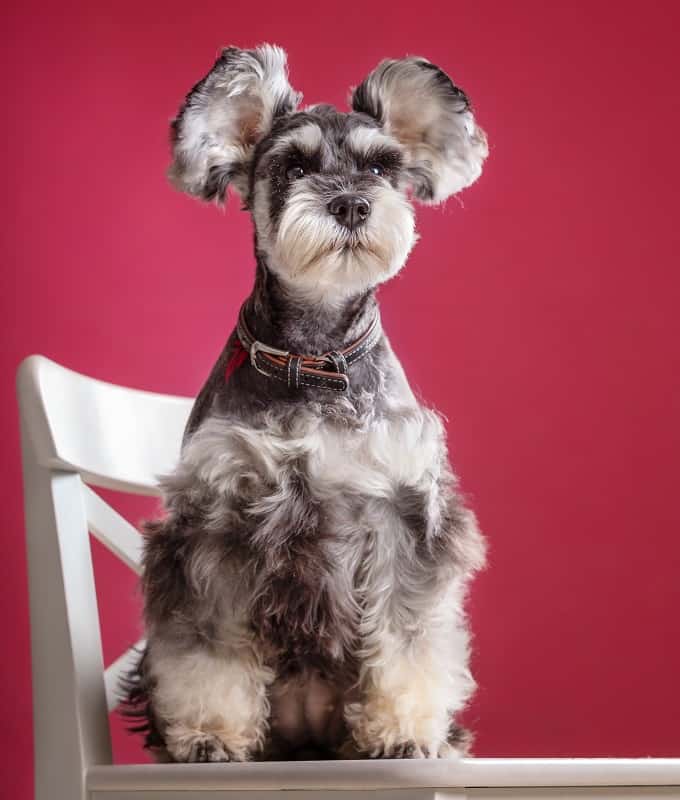 Cute Miniature Schnauzer Dog Haircut