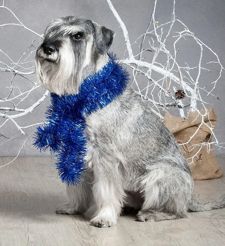 haircut ideas for Schnauzer Dog 