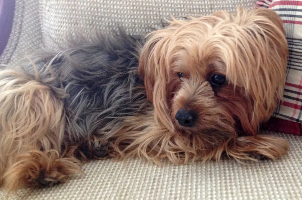 Shaggy cut for your Yorkie hair