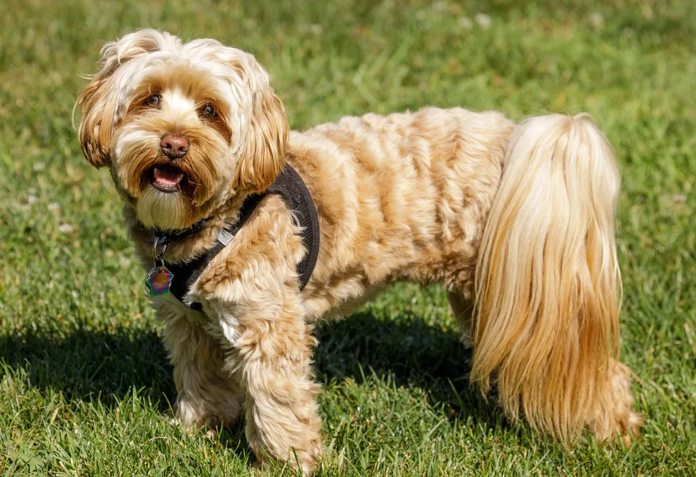 Shih-Poo Blonde Haircut