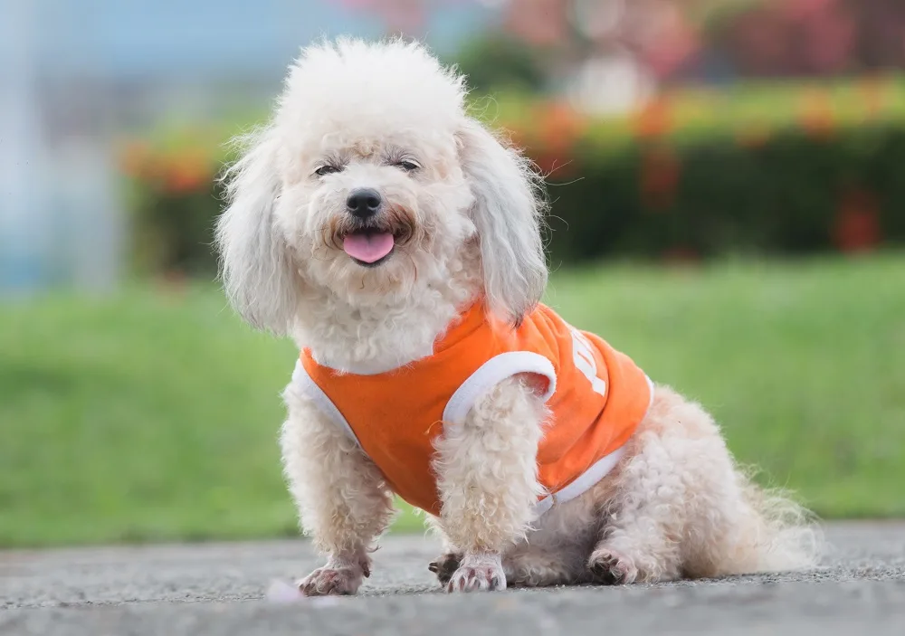 Shih-Poo Curly Haircut