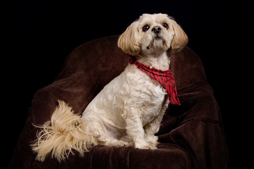 Best Shih-Poo Haircut