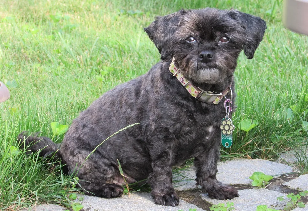 Small Shih-Poo Haircut