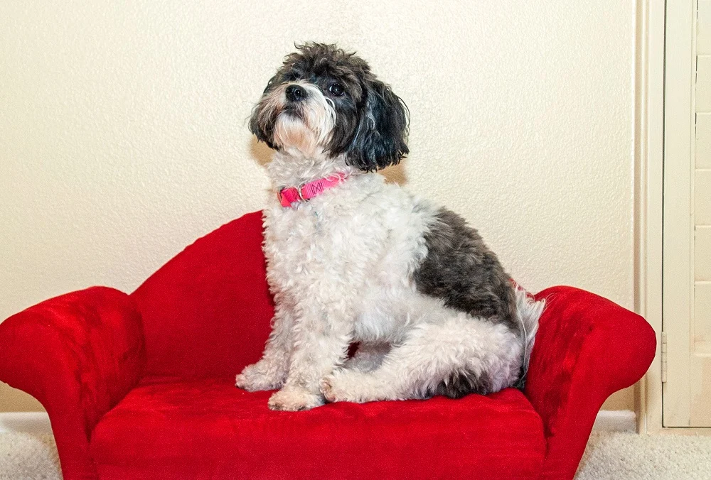 Black White Shih-Poo Haircut