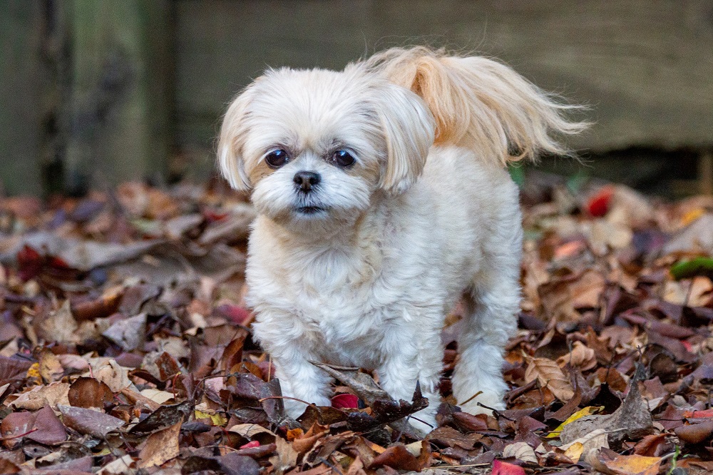 15 Cutest Shih-Poo Haircuts To Ask Your Groomer To Try