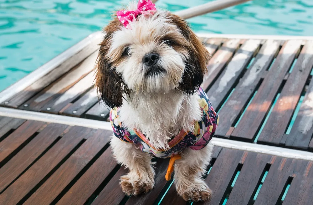 Shih-Poo Long Haircut