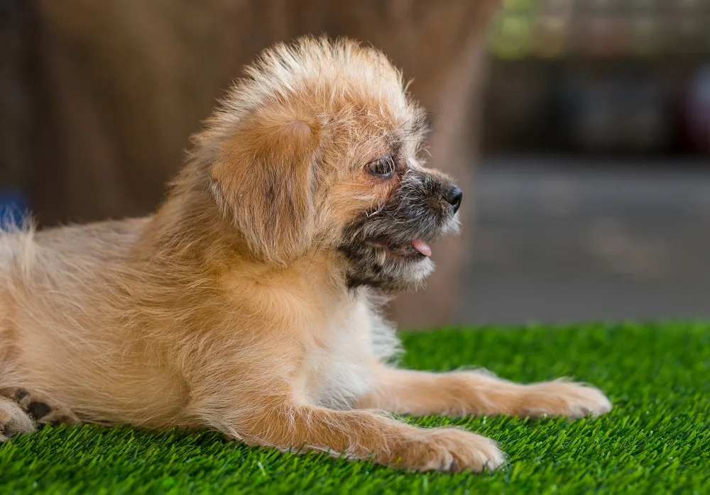 Shih-Poo Spiky Haircut