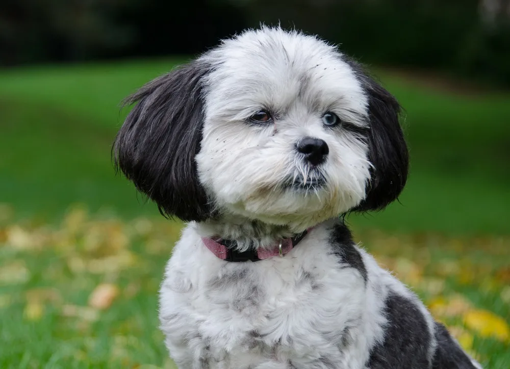 Shih-Poo's Teddy Bear Haircut