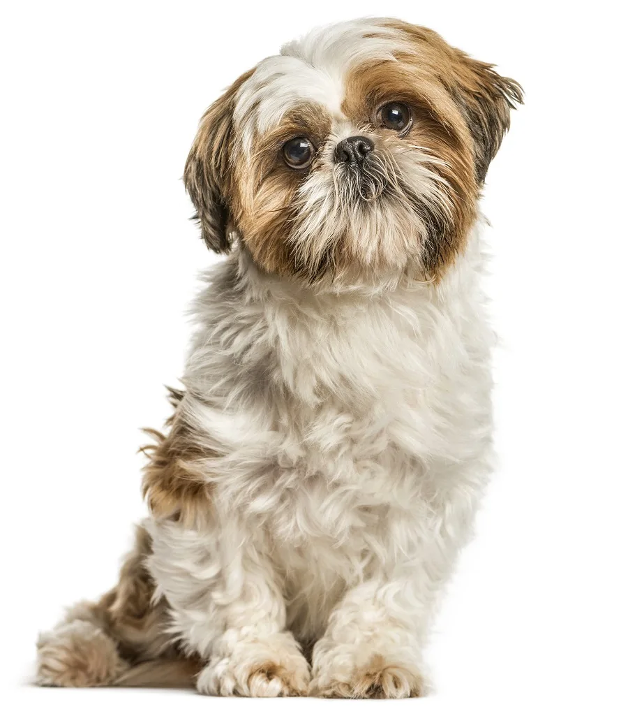 Shih Tzu Dog with Puppy Haircut