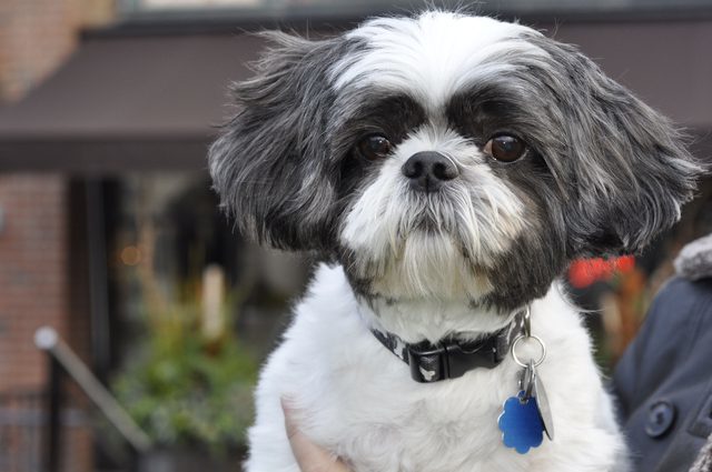 shih tzu mohawk cut