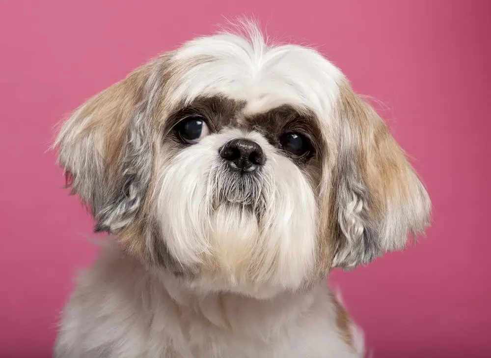 How to Give Your Shih Tzu a Lion Cut – HairstyleCamp