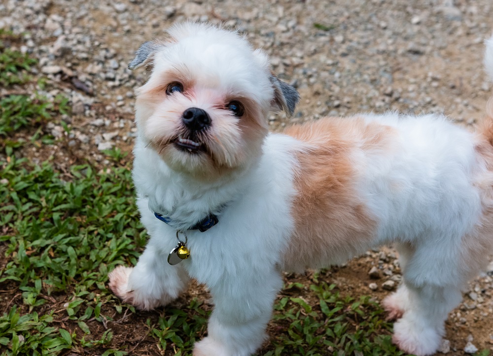 Shih- Tzu Poodle Puppy Haircut