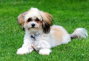 15 Cutest Shih-Poo Haircuts To Ask Your Groomer To Try