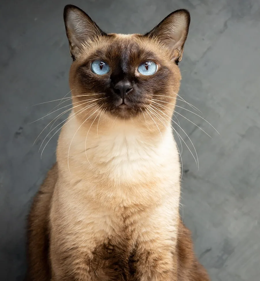 Siamese cat with comb cut