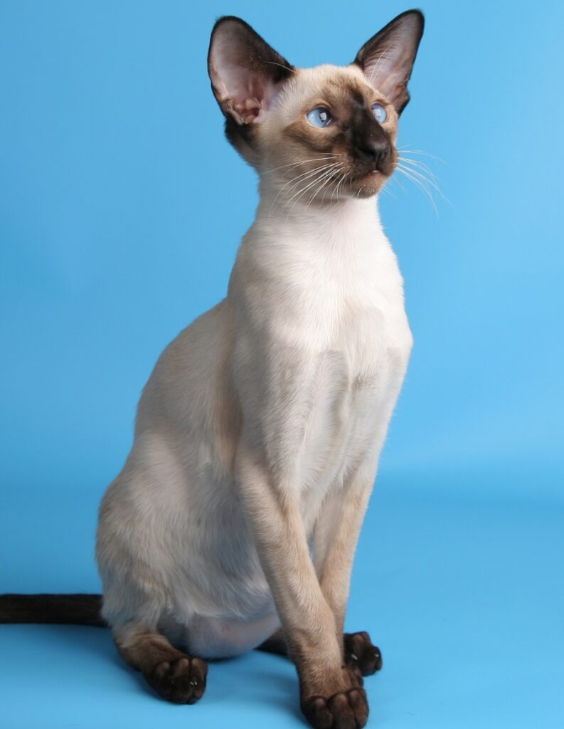 Siamese cat with panther cut