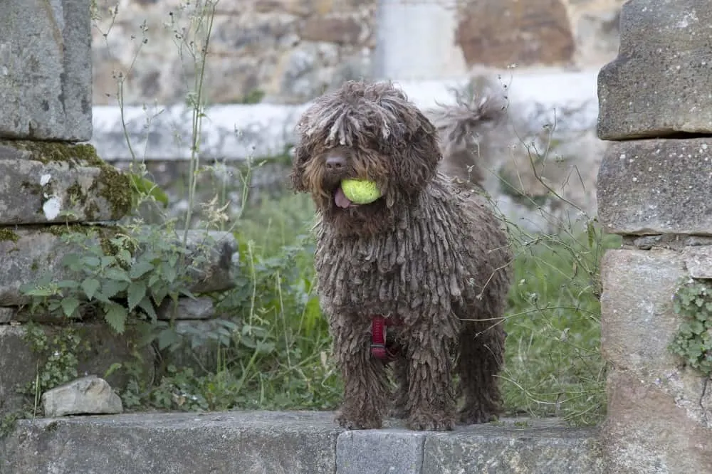 Spanish Water Dog