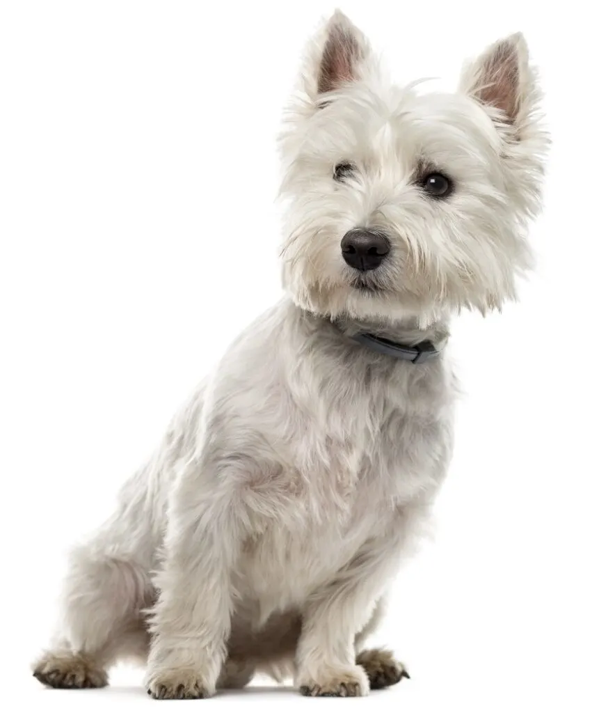 West Highland White Terrier Dog Haircut
