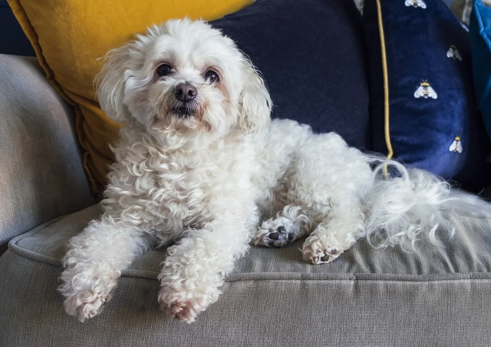 White Shih-Poo Haircut