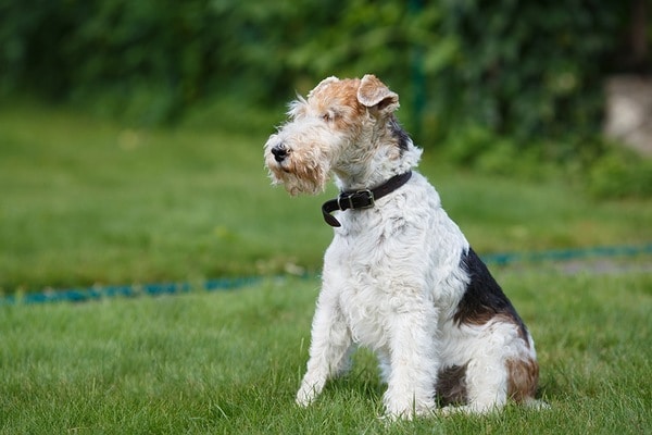 wire fox terrier grooming pattern