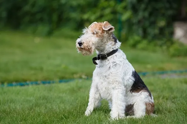 do wire fox terrier shed