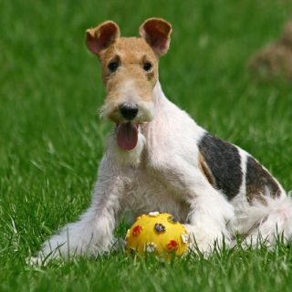 Wire Haired Fox Terrier Grooming Tips