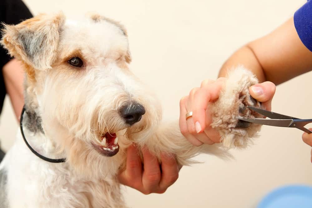 Wire Haired Fox Terrier Grooming - Trim Nails