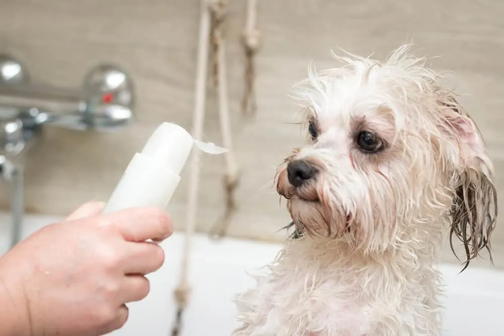 Wire Haired Fox Terrier Grooming - Use Leave in Conditioner