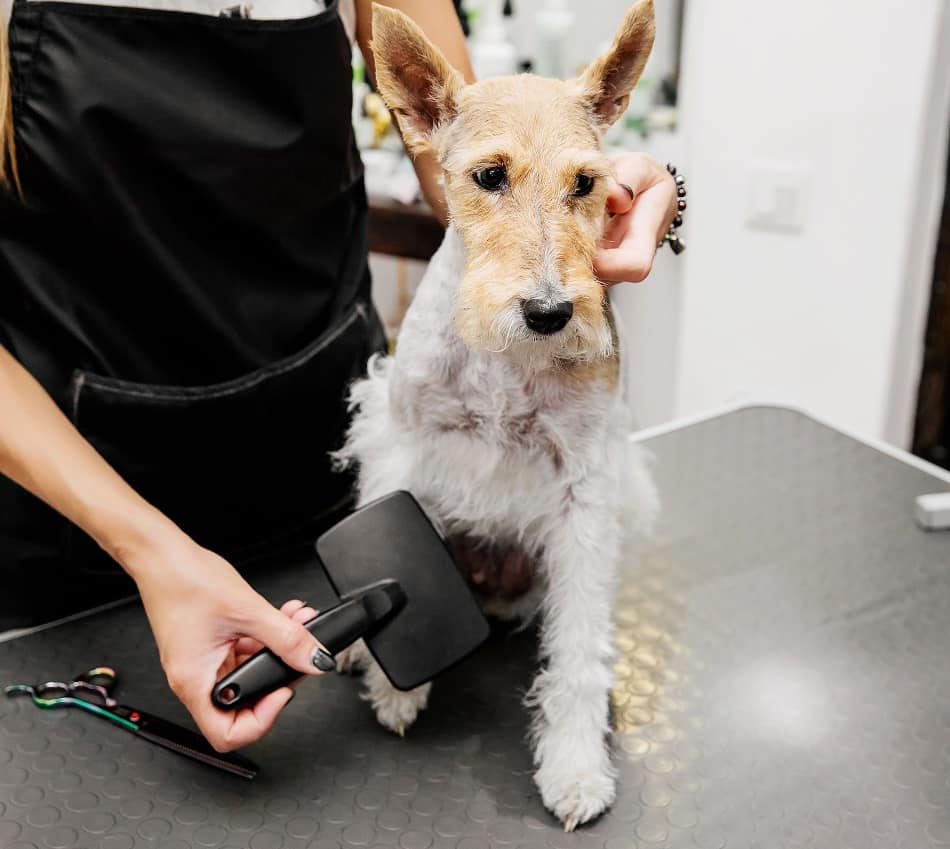 Wire Haired Fox Terrier Grooming - brushing tips
