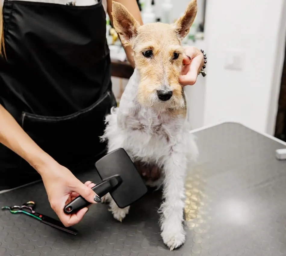 Wire Haired Fox Terrier Grooming - brushing tips