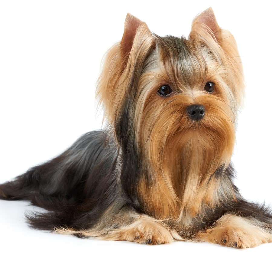 Yorkshire Terrier Dog Haircut
