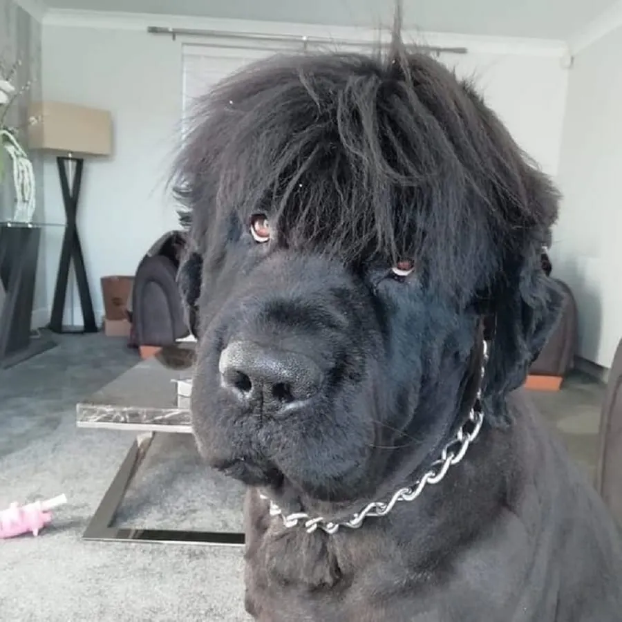 bad bangs for dog