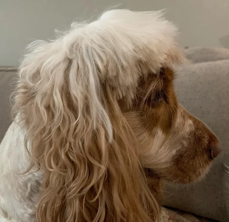 bad choppy haircut for dogs