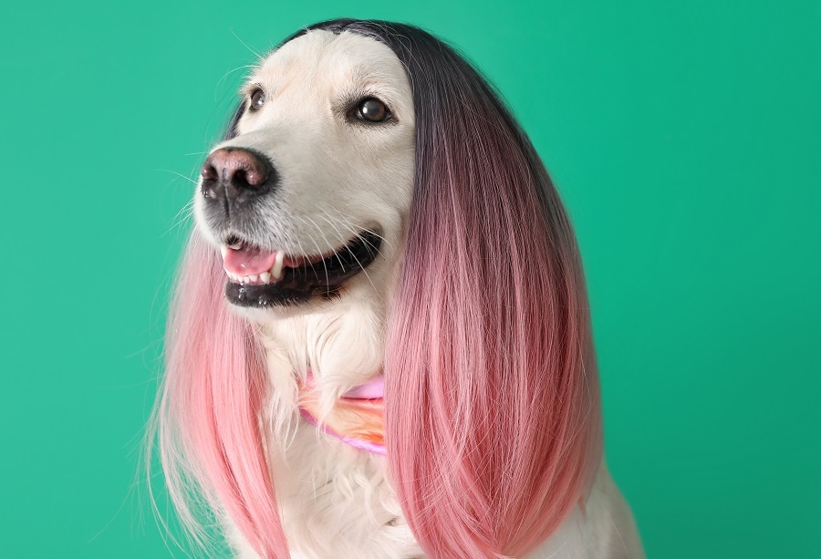 A bad color hairstyle for a dog
