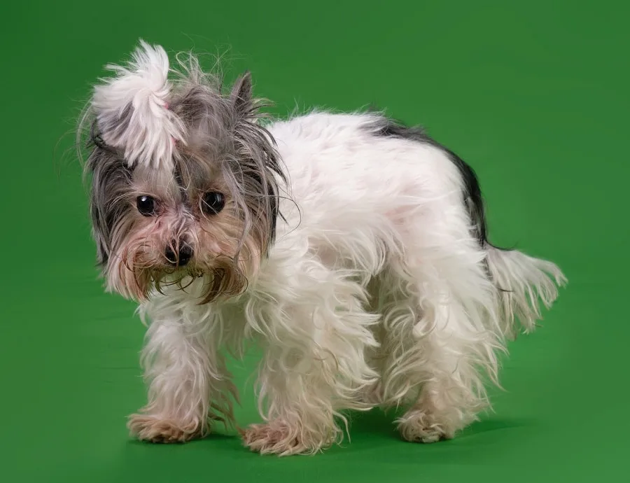 bad haircut for Yorkshire terrier Dog