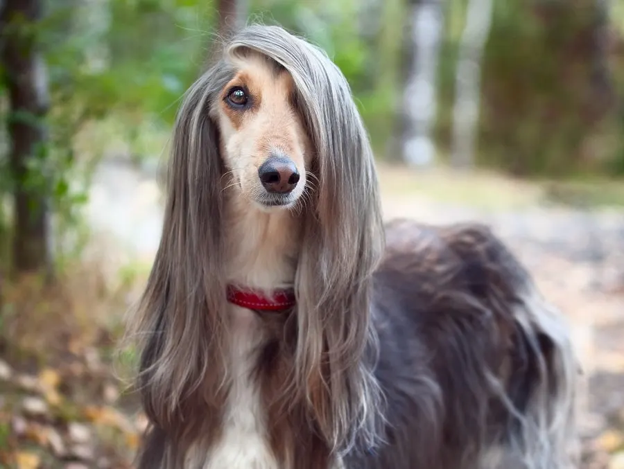 Bad haircut for a dog Afghan hound