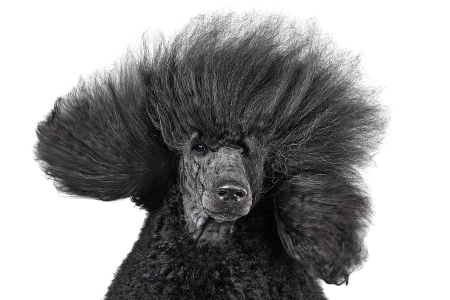 bad haircut for black poodle