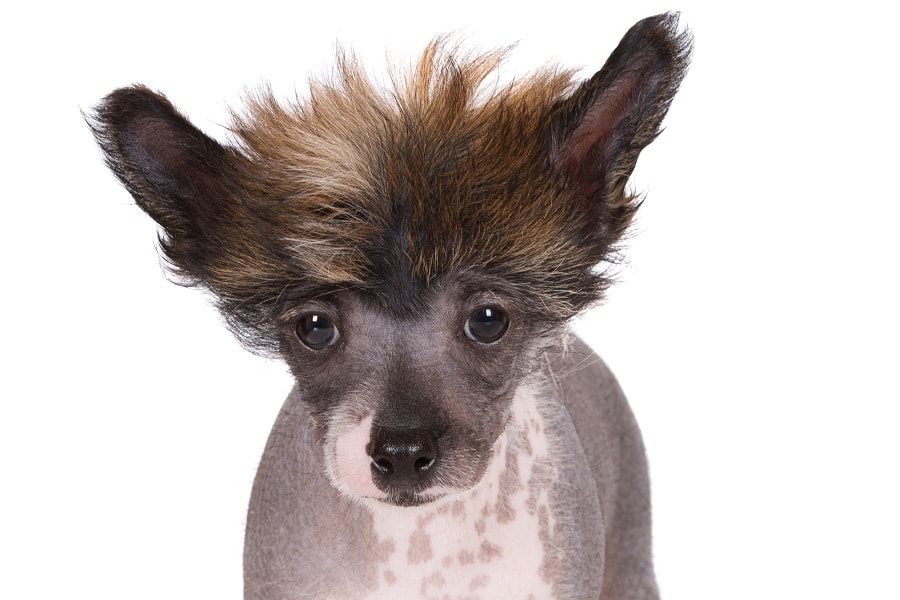 bad haircut for chinese crested puppy