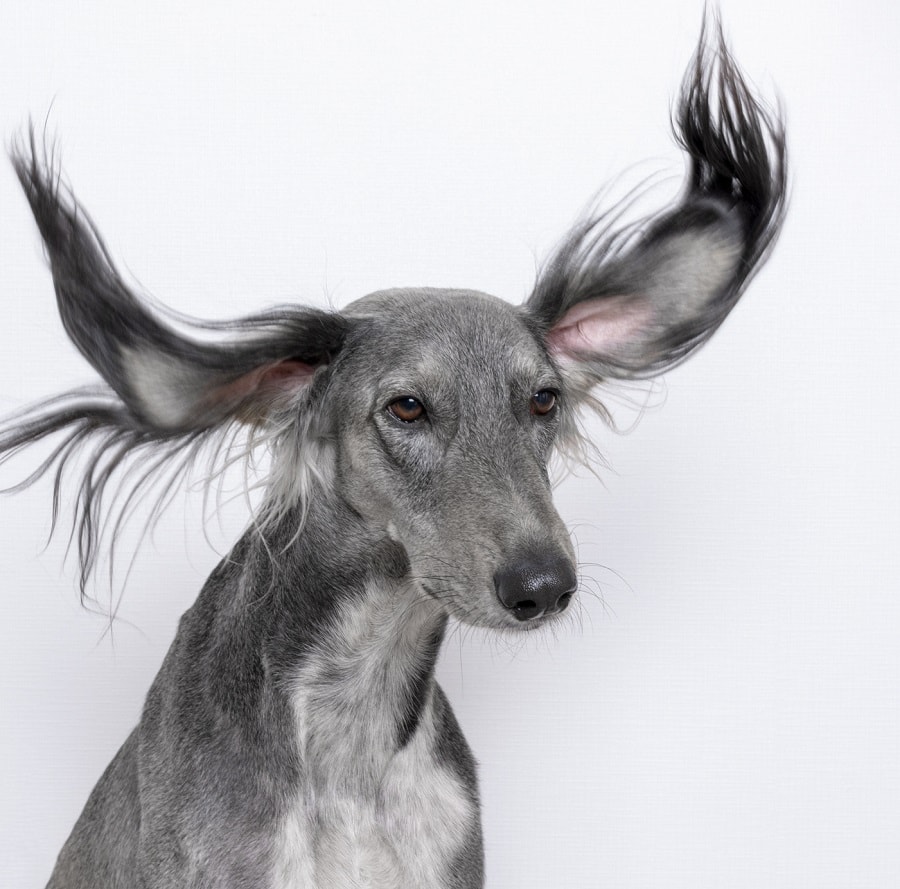 Bad Haircut for Gray Greyhound Saluki