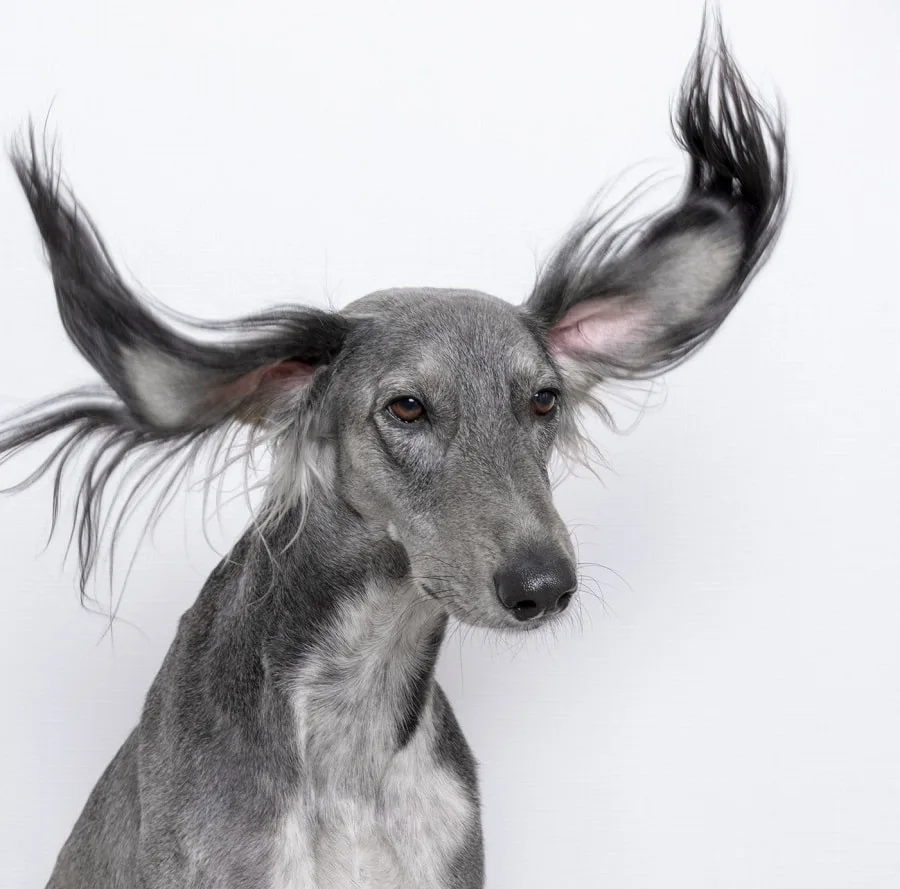 bad haircut for grey greyhound saluki dog