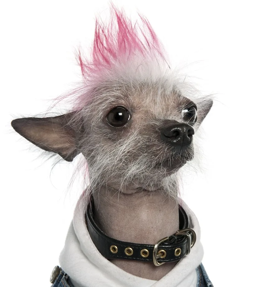 bad hairstyle for chinese crested dog