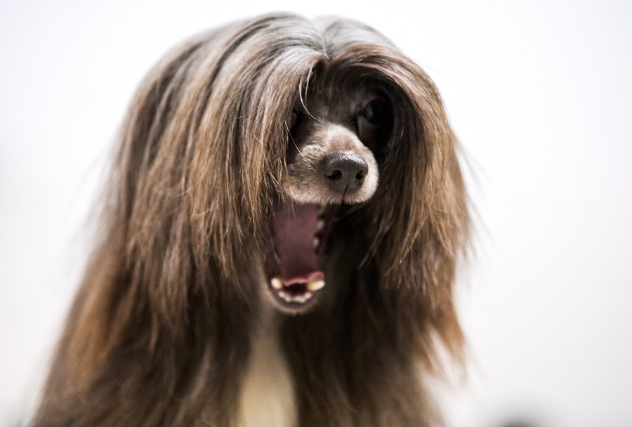 Bad hairstyle for a dog