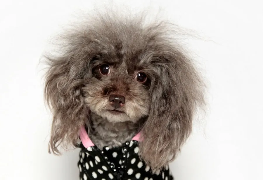 bad hairstyle for dogs